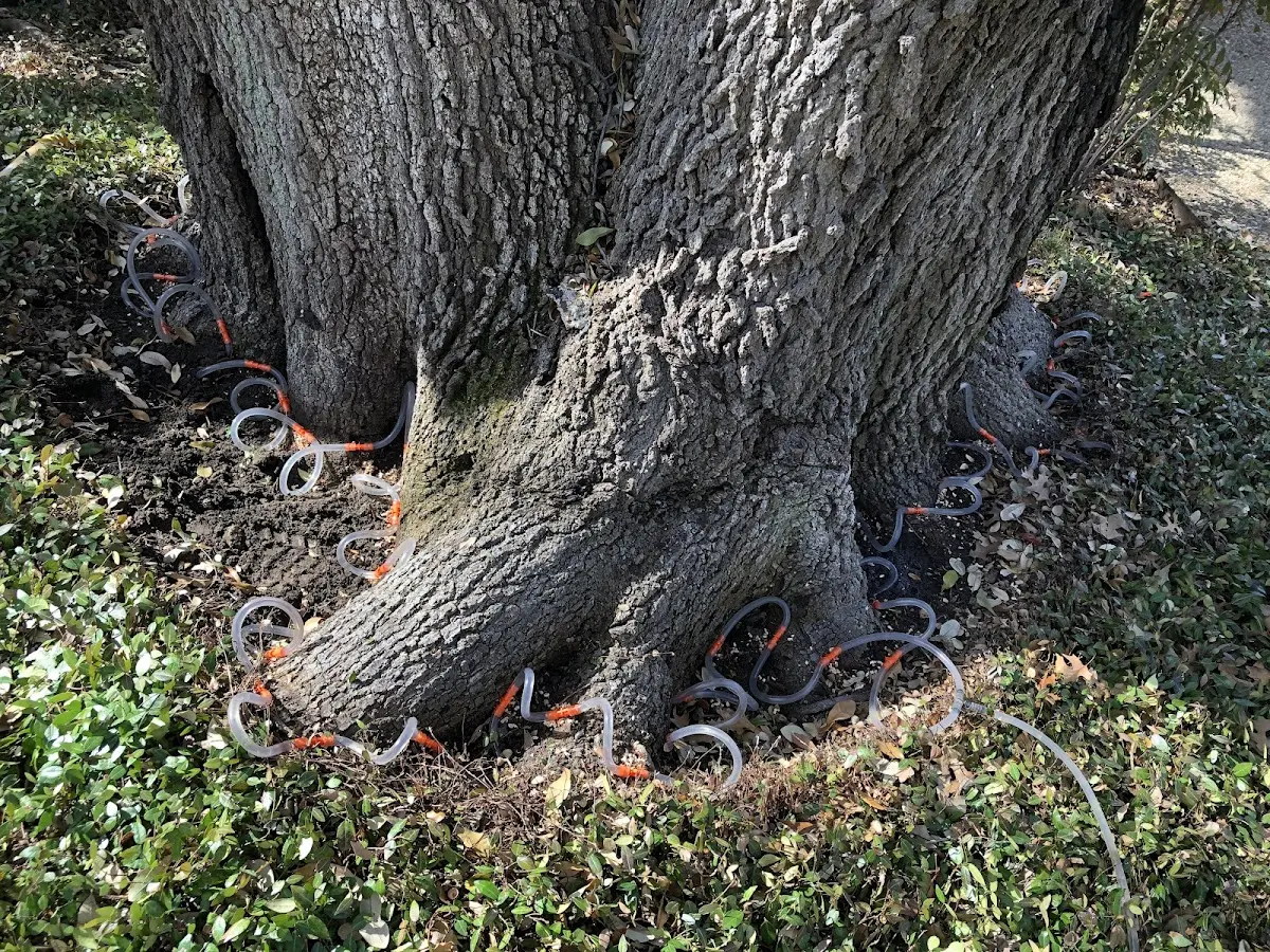 Detailed Tree Cabling and Bracing job site in Lavon
