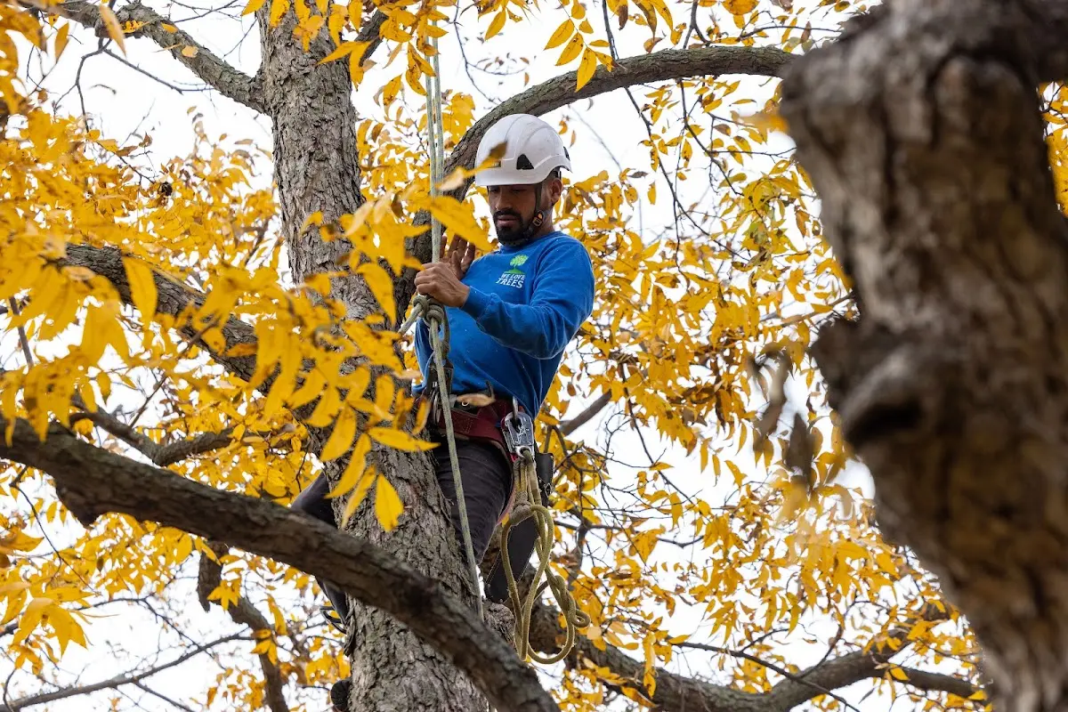Skilled Tree Planting crew working in Lavon