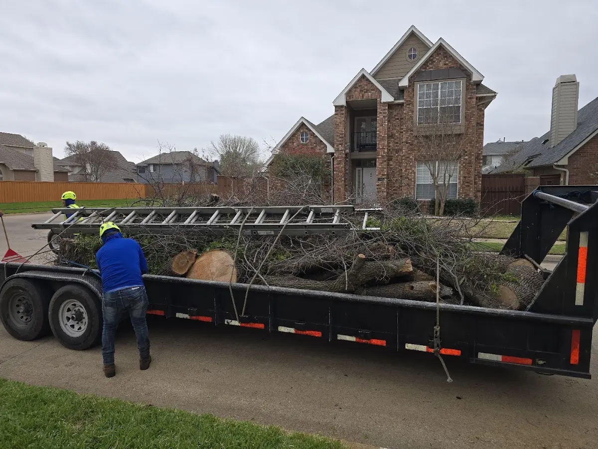 Expert Tree Fertilization with proper safety equipment in Lavon